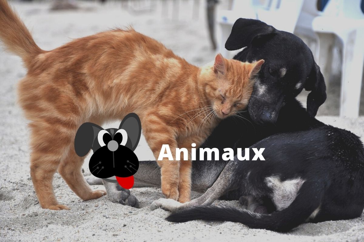Tout sur les animaux au Québec