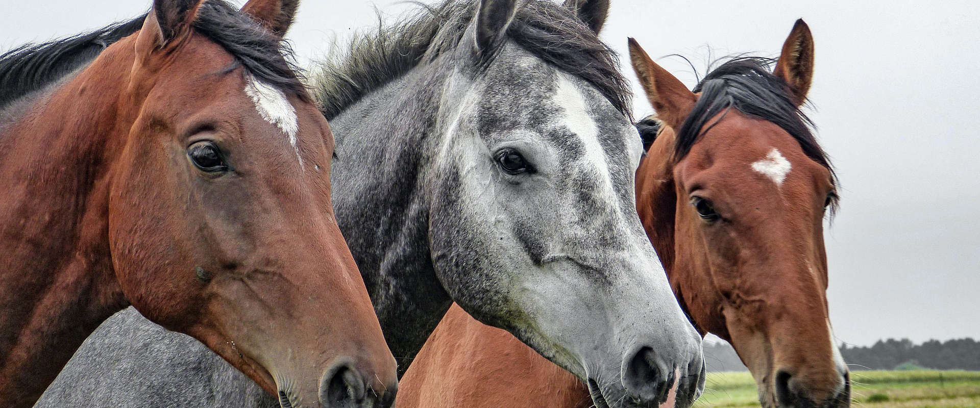 Prix pour assurance animaux au Québec