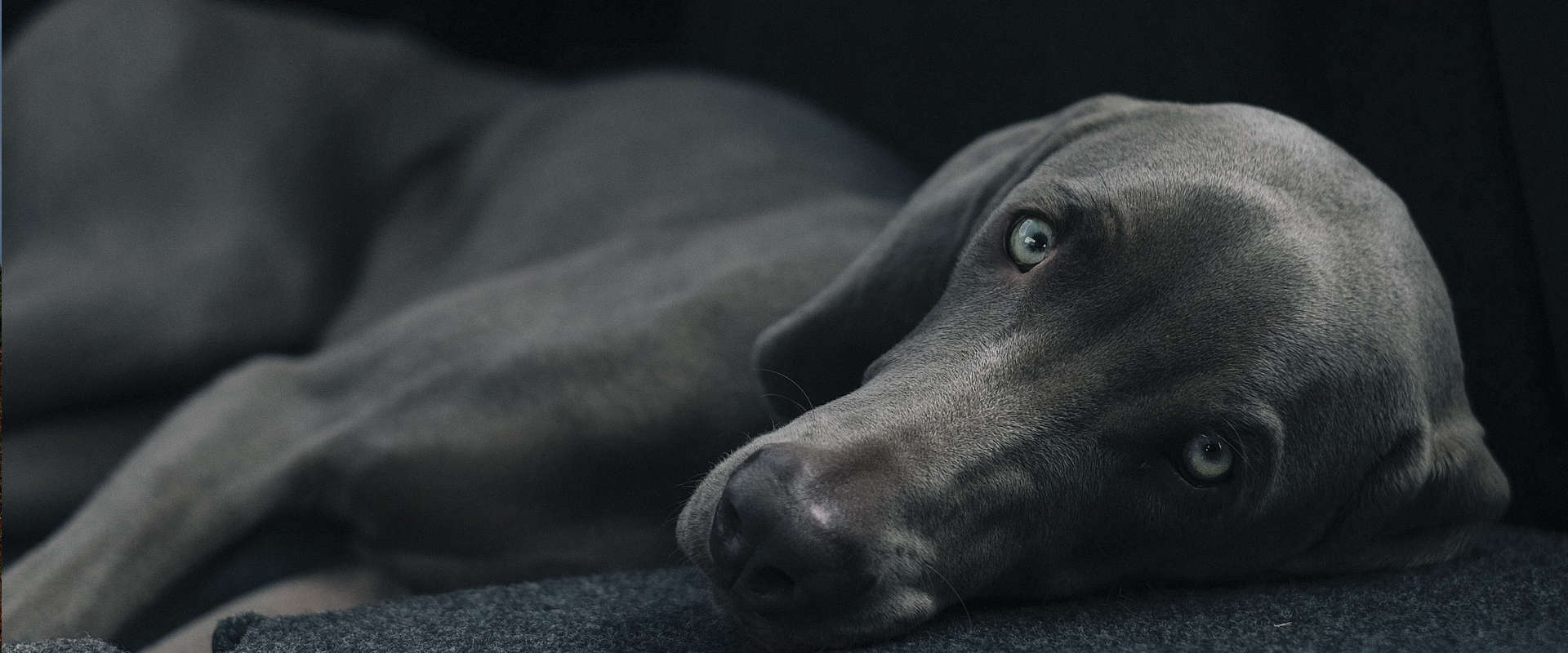 Acheter un chien de race dans un élevage