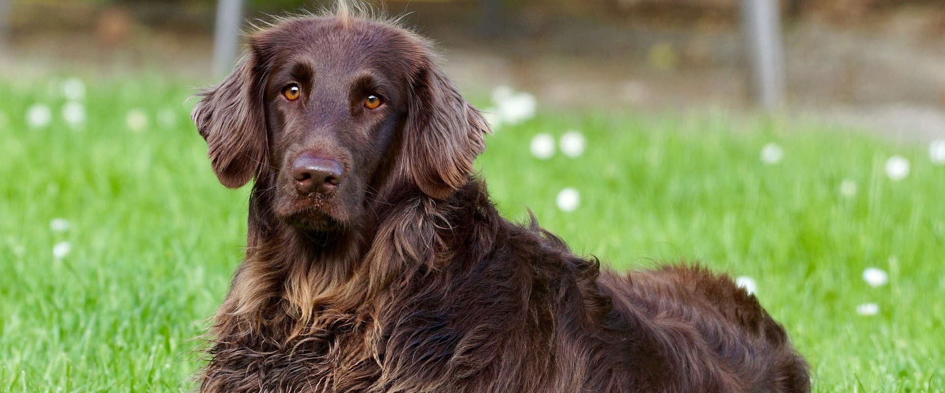 Prix pour le dressage d'un chien et d'un chat