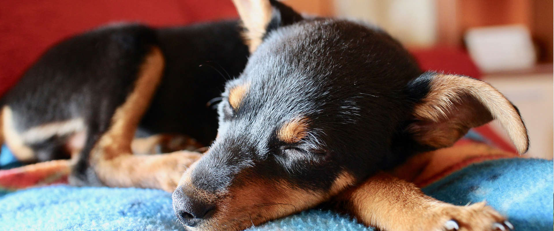 prix pour pension animaux, chat et chien garderie