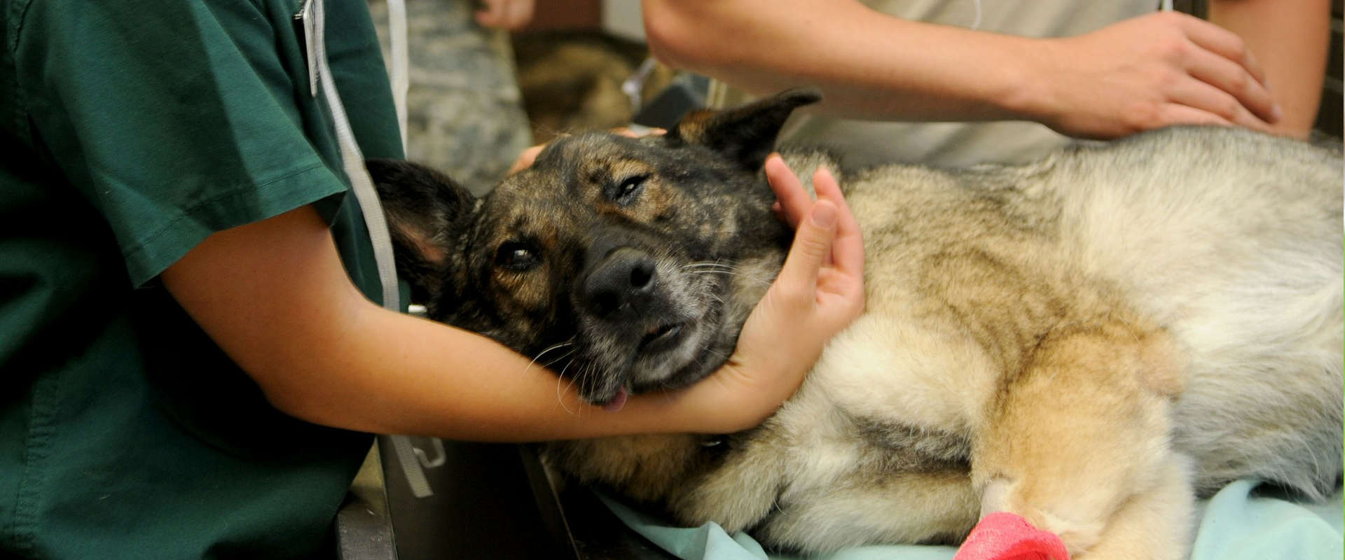 Tarif d'un vétérinaire pour les soins pour animaux